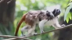 Radost zbog prinove u kolumbijskom zoološkom vrtu: Na svet došlo mladunče ugrožene vrste majmuna