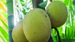 పనస కాయలు