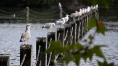 seagulls