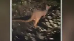 కంగారు