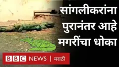 महाराष्ट्र महापूर, सांगली, मगरींचा धोका