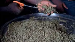 Marijuana