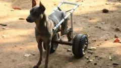 DOG, JUGAAD