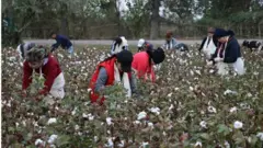 Ўзбекистоннинг пахта даласи