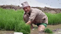 धानको बिउँ उखेल्दै कृषक