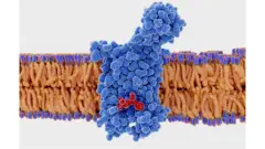 CCR5