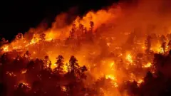 Wildfire