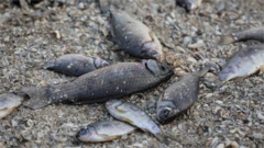 Dead fish are seen on the drained bottom of the Nova Kakhovka reservoir after the Nova Kakhovka dam breached in the village of Marianske