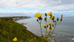 Побережье графства Дарем