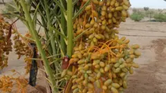 تھر، پانی، زرعی، فصلیں