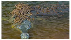 Dhritiman Mukherjee image of a gharial croc