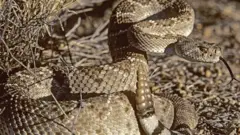 أفعى الجرس