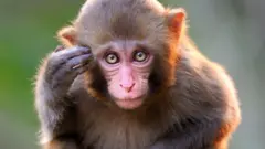 కోతి