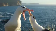 ኣልባጥሮስ