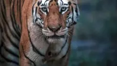 बाघिन