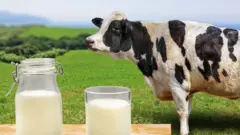 Vaca