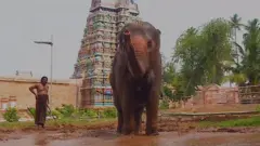 சகதிக் குளியல் போடும் யானை