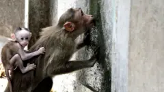 પાણી માટે વલખાં મારતાં વાંદરાંઓ