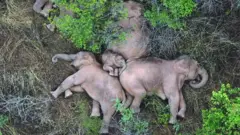 elephants