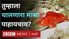 मासा