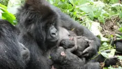 Goggon biri na shayar da yan biyun da ta haifa a gidan namun daji Virunga da ke Jamhuriyar Demokradiyar Congo ranar Talata