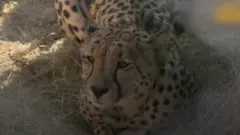 चीता