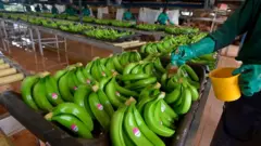 Jospeh Owona Kono, président d'Afruibana, une association de producteurs et exportateurs de bananes