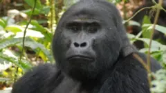Rafiki
