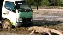 Kawasan pembangunan ditutup setelah foto komodo di depan truk ini.
