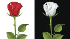алая роза и белая роза