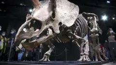 skelet dinosaurusa