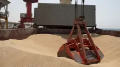 قمح