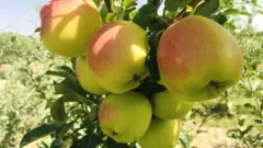 تېر کال د وردګو د مېوې کچه سل زره مټریکه ټنه وه