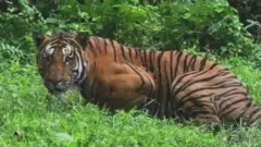 ఆడతోడు కోసం మగ పులి