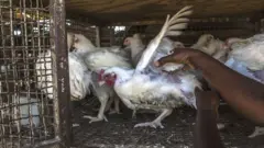Broiler chicken