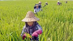 စပါးကို ပြည်ပတင်ပို့ဖို့ သဘောတူ