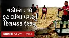 વડોદરામાં 10 ફૂટ લાંબા મગરનું દિલધડક રેસ્ક્યૂ ઑપરેશન