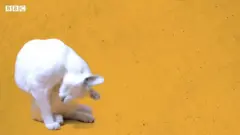 Gato