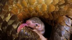 Панголин