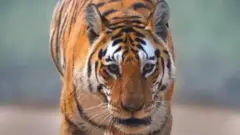 పులి
