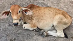 ਲੰਪੀ ਵਾਇਰਸ ਤੋਂ ਪੀੜਤ ਗਾਂ