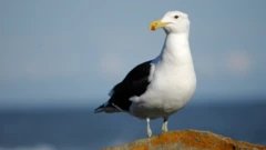 Galeb sa crnim krilima