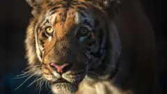 bengal tiger