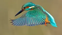 பறவைகள்