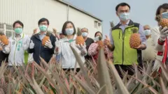 蔡英文到高雄鳳梨田推銷鳳梨
