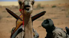 Mauritania's camel cavalry
