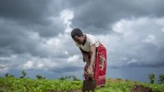 Awọn agbẹ obinrin Farmer ti ajọ UN Women n ṣe igbọwọ fun ni Malawi.