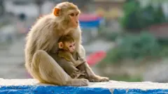 ਸ਼ਿਮਲਾ 'ਚ ਬਾਂਦਰਾਂ ਦੀ ਆਬਾਦੀ ਨਾ ਕੇਵਲ ਇਨਸਾਨਾਂ ਲਈ ਖ਼ਤਰਾ ਬਣ ਗਈ ਹੈ, ਬਲਕਿ ਹਿਮਾਚਲ ਪ੍ਰਦੇਸ਼ ਦੇ ਪੇਂਡੂ ਇਲਾਕਿਆਂ 'ਚ ਕਿਸਾਨਾਂ ਦੀ ਰੋਜ਼ੀ-ਰੋਟੀ ਲਈ ਵੀ ਸਮੱਸਿਆਵਾਂ ਪੈਦਾ ਕਰ ਰਹੀ ਹੈ