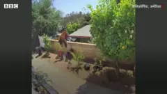 भालू