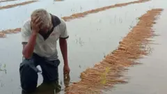 चिन्तामा किसान